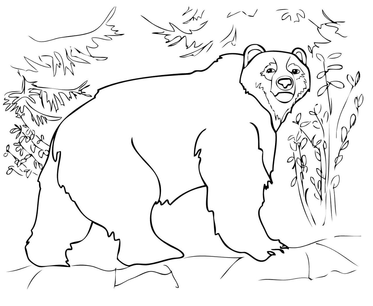 Desenho de Ursos Pardos para colorir