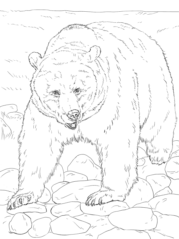 Desenho de Ursos Pardos para colorir