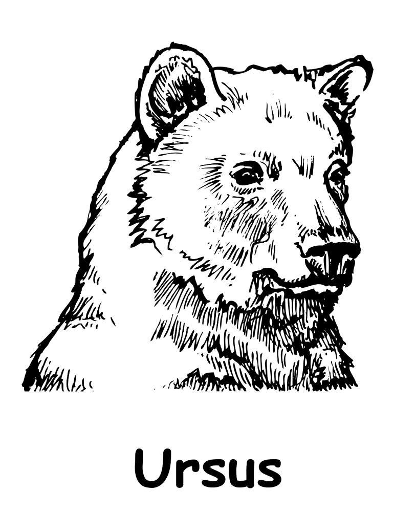Desenho de Ursos Pardos para colorir