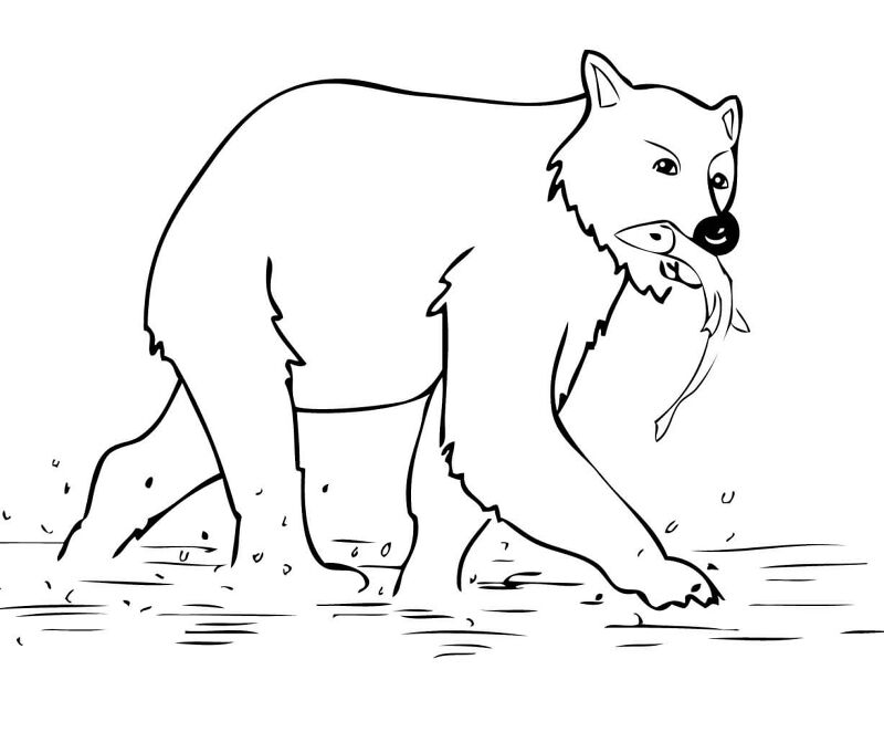 Desenho de Ursos Pardos para colorir