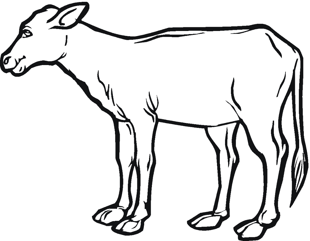 Desenho de Vacas para colorir e imprimir: número 21