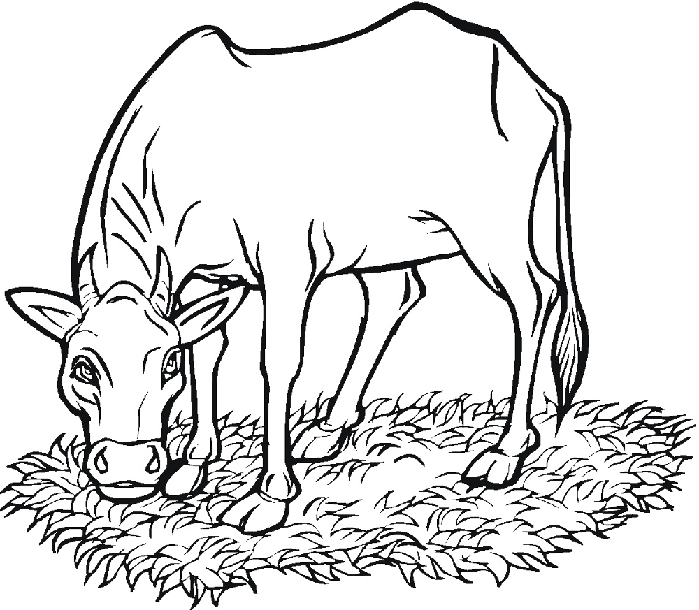 Desenho de Vacas para colorir e imprimir: número 22