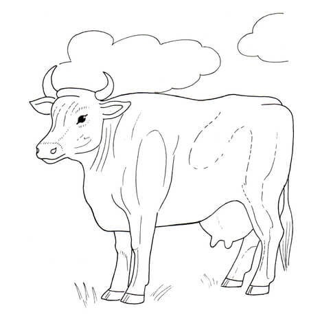 Desenho de Vacas para colorir e imprimir: número 24