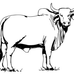 Desenho de Vacas para colorir e imprimir: número 35