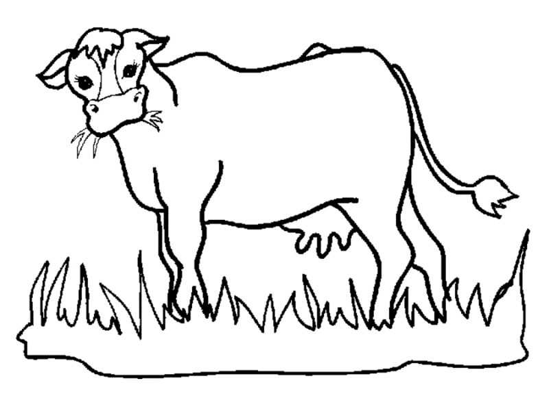 Desenho de Vacas para colorir e imprimir: número 38