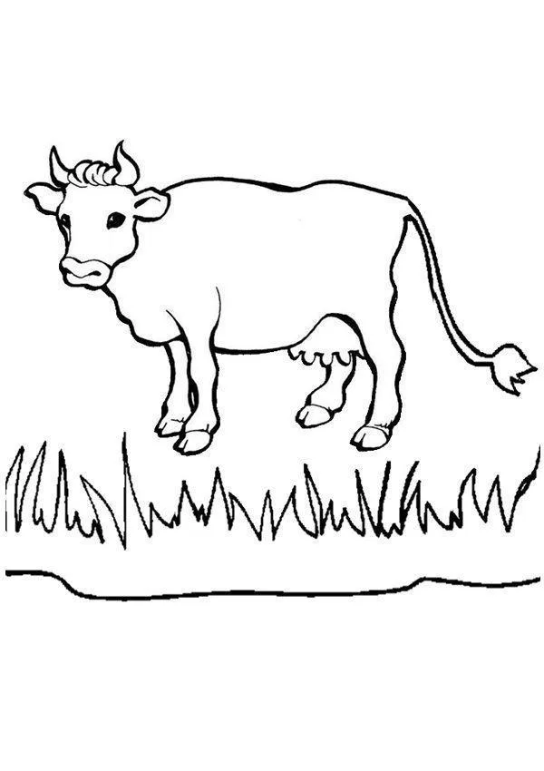 Desenho de Vacas para colorir e imprimir: número 39