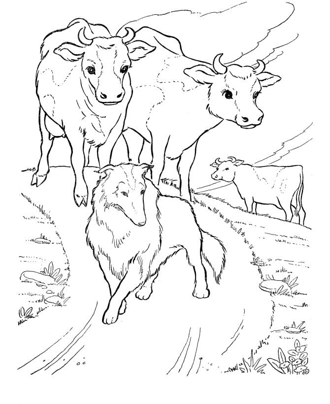 Desenho de Vacas para colorir e imprimir: número 42