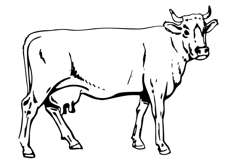 Desenho de Vacas para colorir e imprimir: número 43