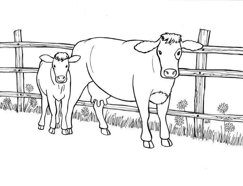 Desenho de Vacas para colorir e imprimir: número 45