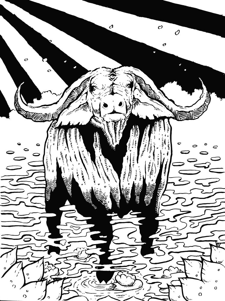 Desenho de Vacas para colorir