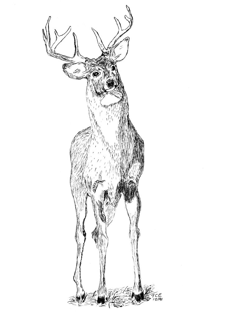 Desenho de Veados para colorir e imprimir: número 11