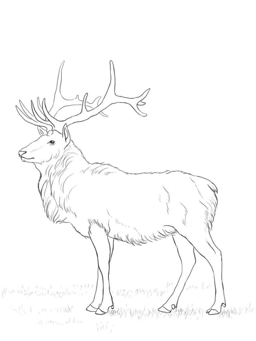 Desenho de Veados para colorir e imprimir: número 19