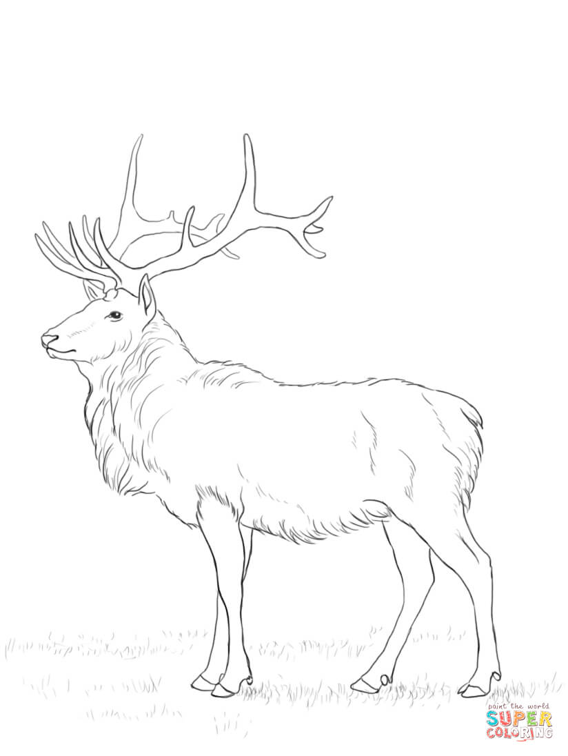 Desenho de Veados para colorir e imprimir: número 20