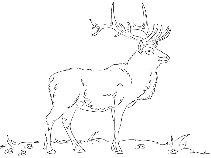 Desenho de Veados para colorir e imprimir: número 24