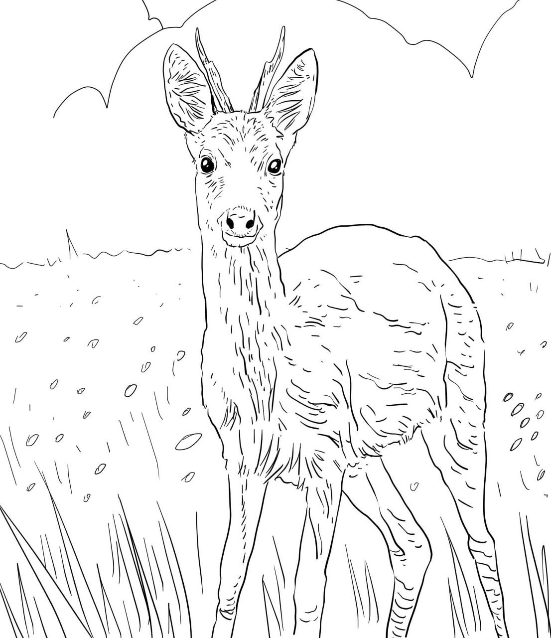 Desenho de Veados para colorir e imprimir: número 25