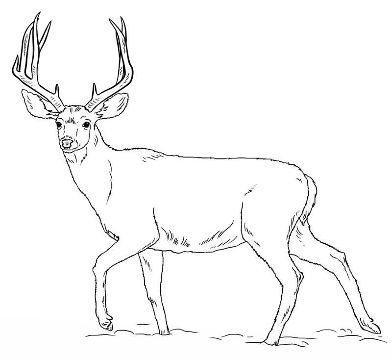 Desenho de Veados para colorir e imprimir: número 30