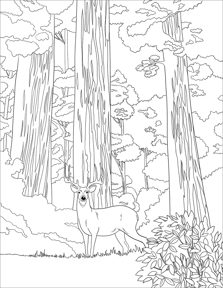 Desenho de Veados para colorir e imprimir: número 31