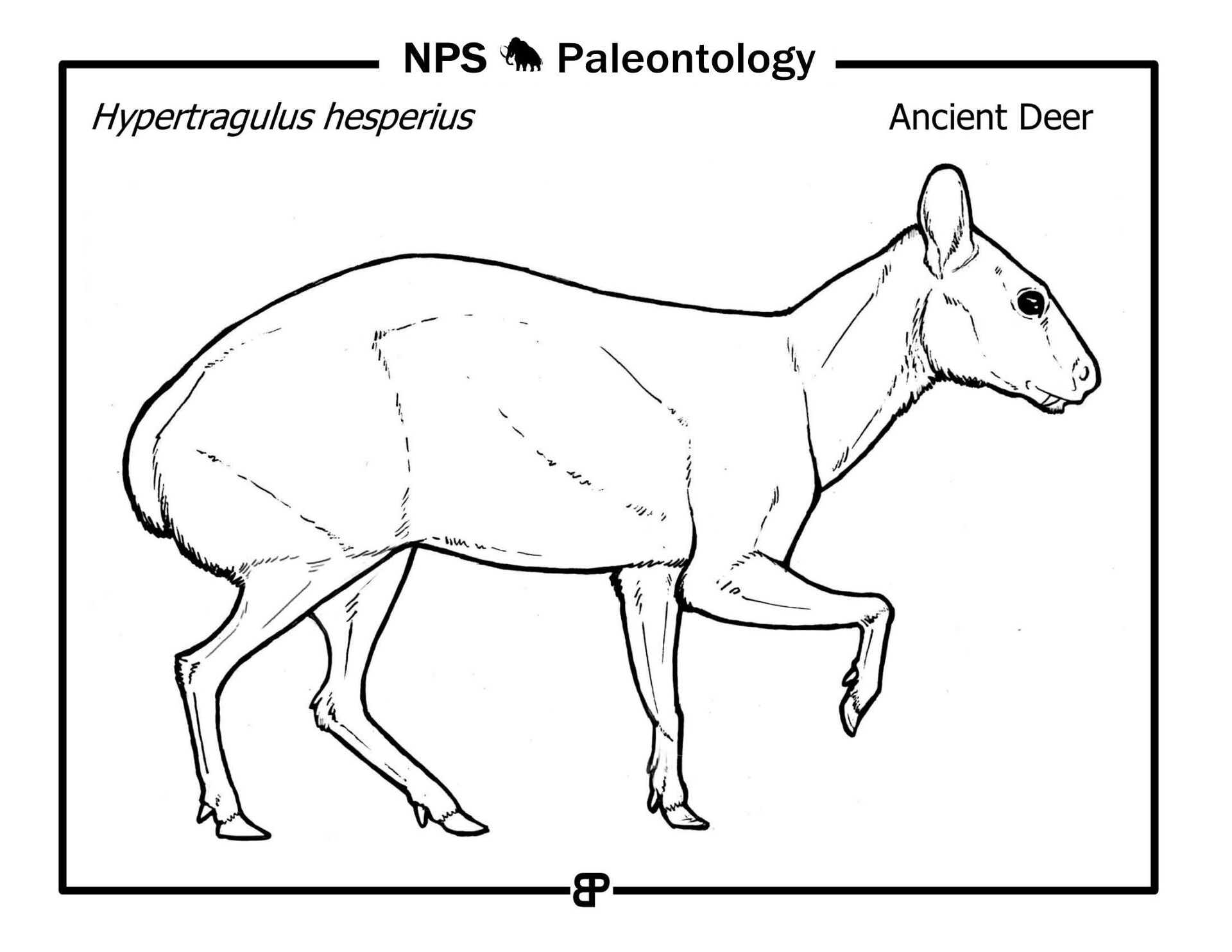 Desenho de Veados para colorir e imprimir: número 33