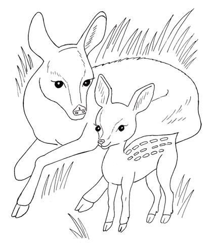 Desenho de Veados para colorir e imprimir: número 34