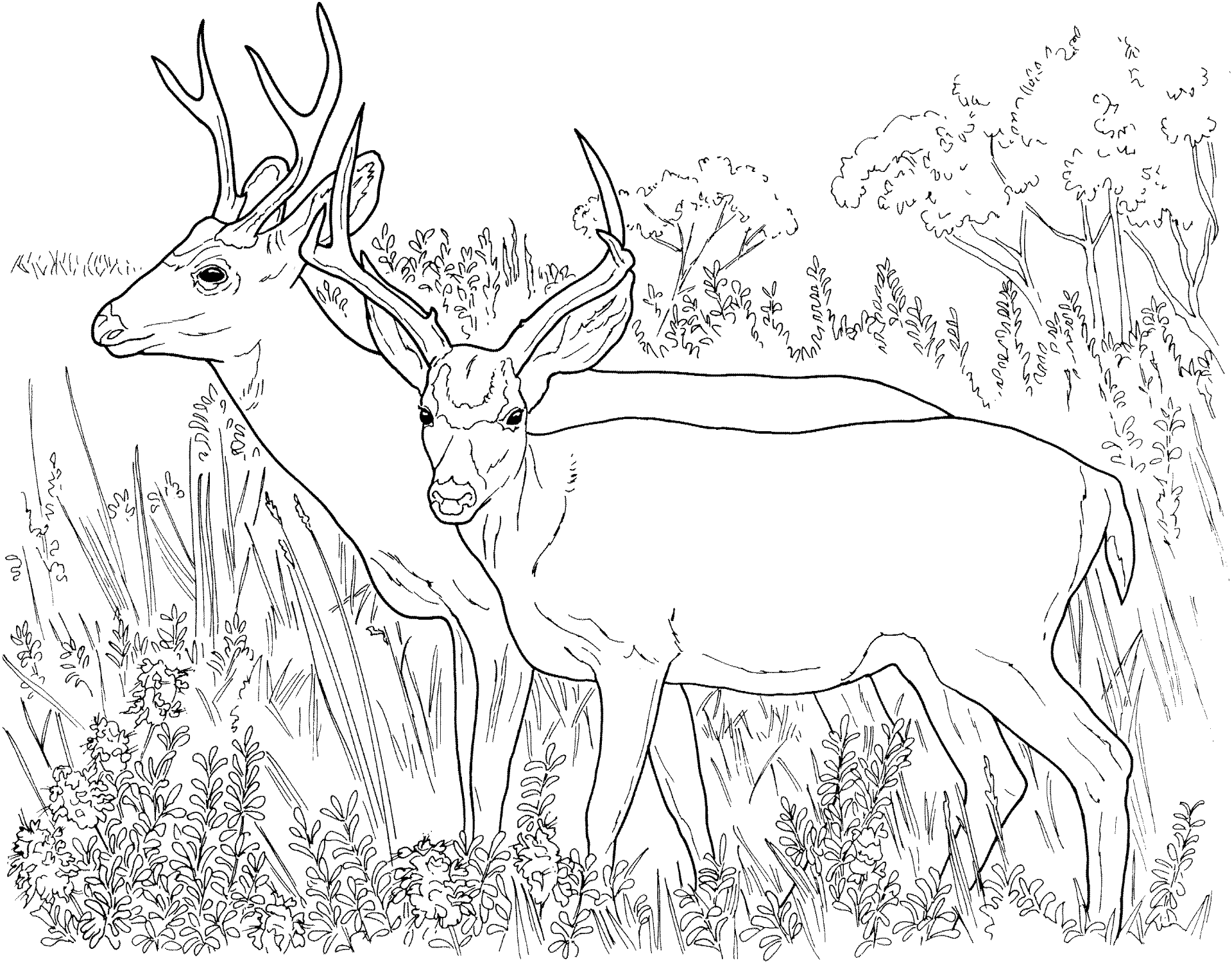 Desenho de Veados para colorir e imprimir: número 35