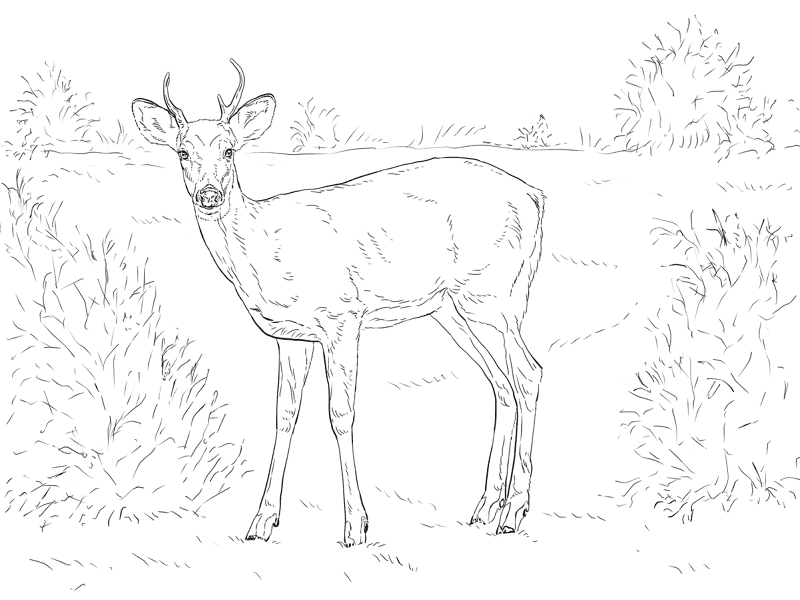 Desenho de Veados para colorir e imprimir: número 36