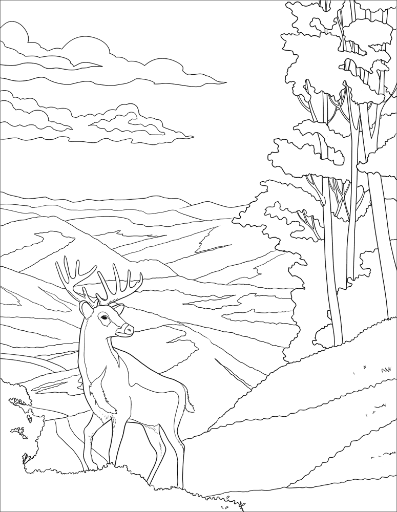Desenho de Veados para colorir e imprimir: número 37
