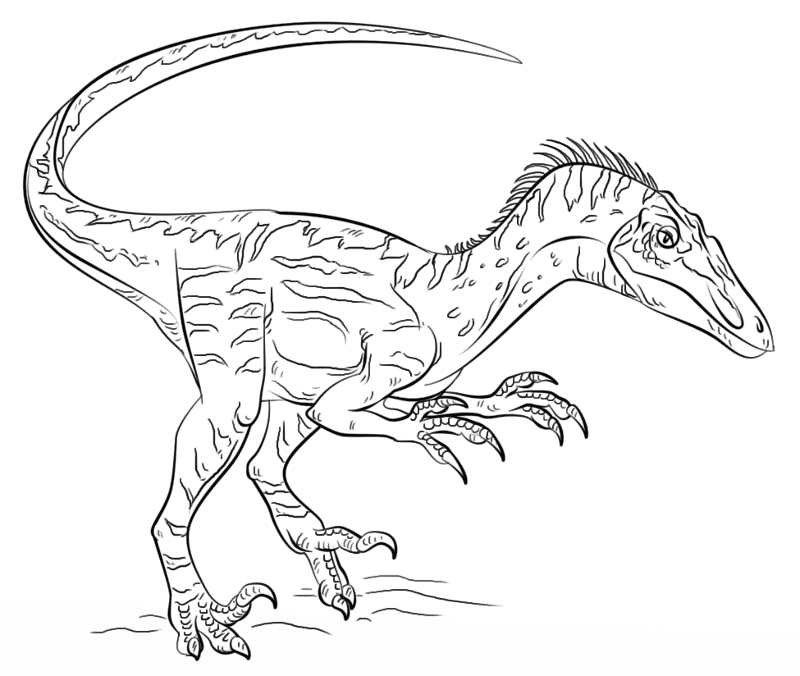 Desenho de Velociraptor para colorir e imprimir: número 5