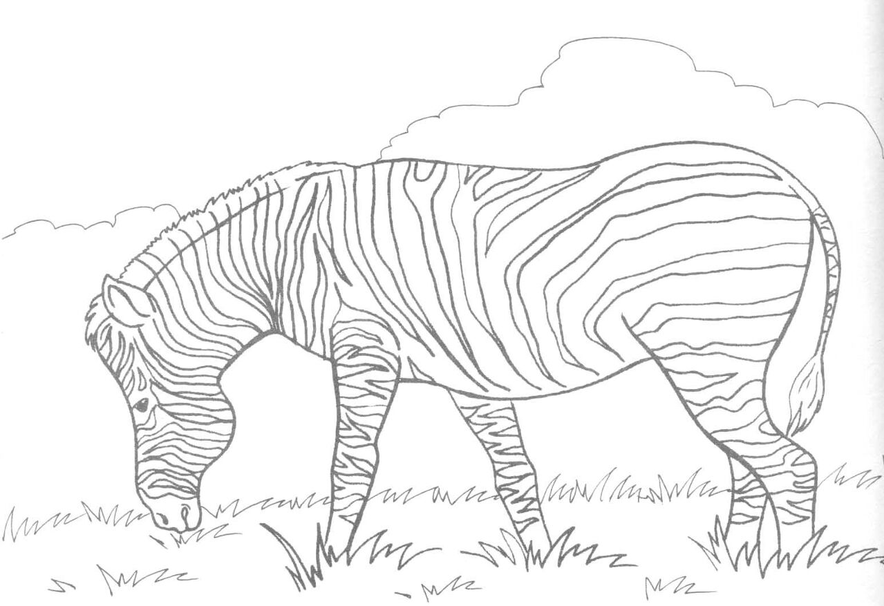 Desenho de Zebras para colorir e imprimir: número 1