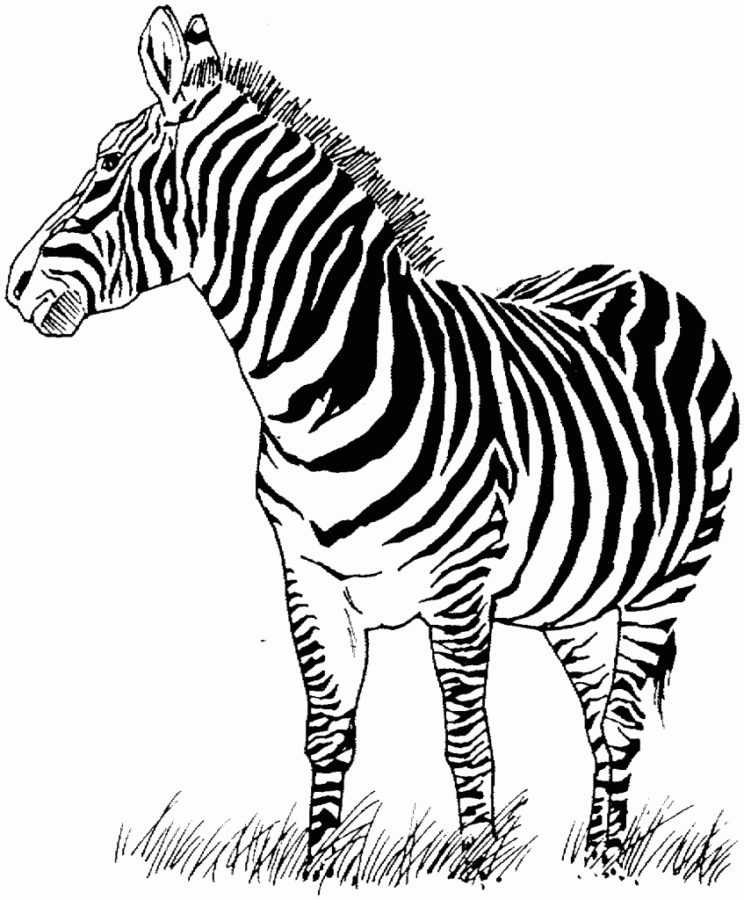 Desenho de Zebras para colorir e imprimir: número 10