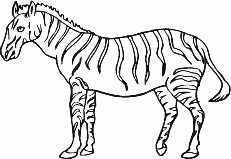 Desenho de Zebras para colorir e imprimir: número 11