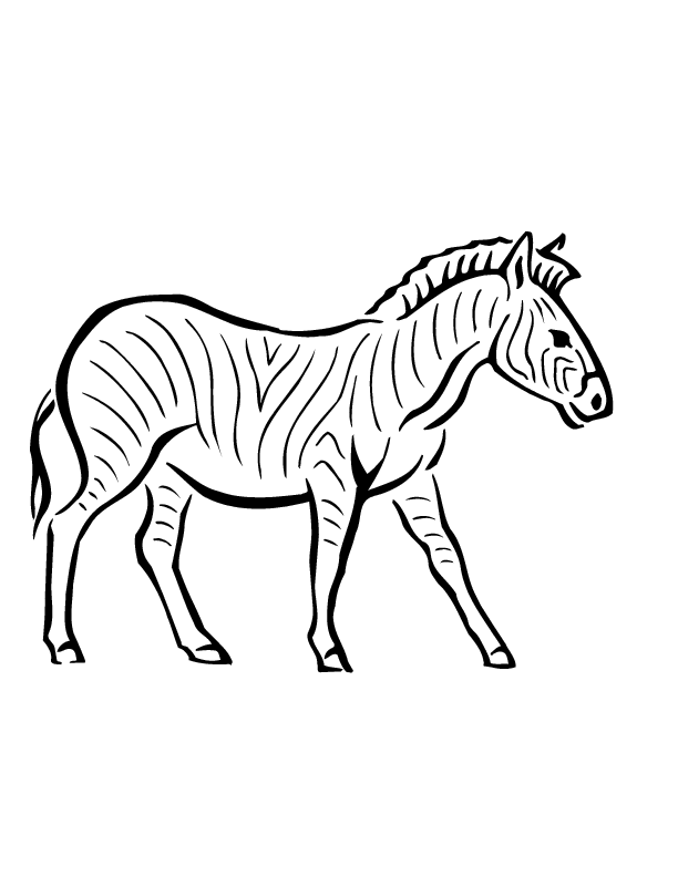 Desenho de Zebras para colorir e imprimir: número 12