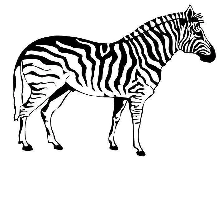 Desenho de Zebras para colorir e imprimir: número 14