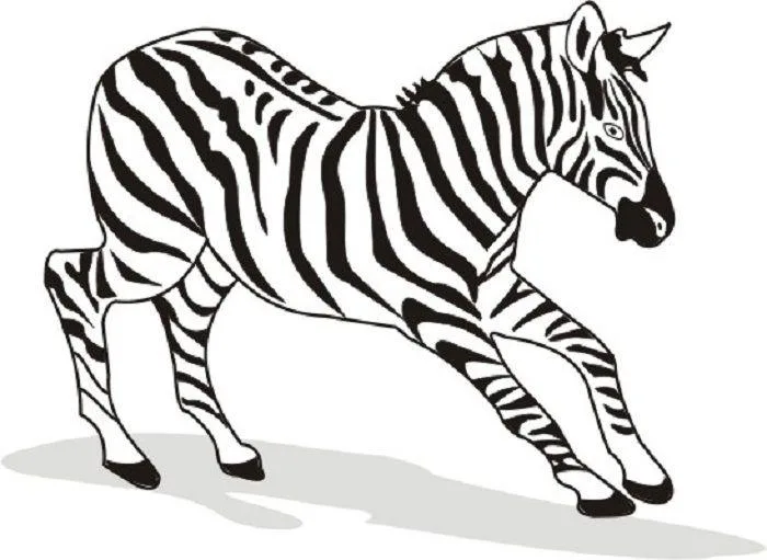 Desenho de Zebras para colorir e imprimir: número 15