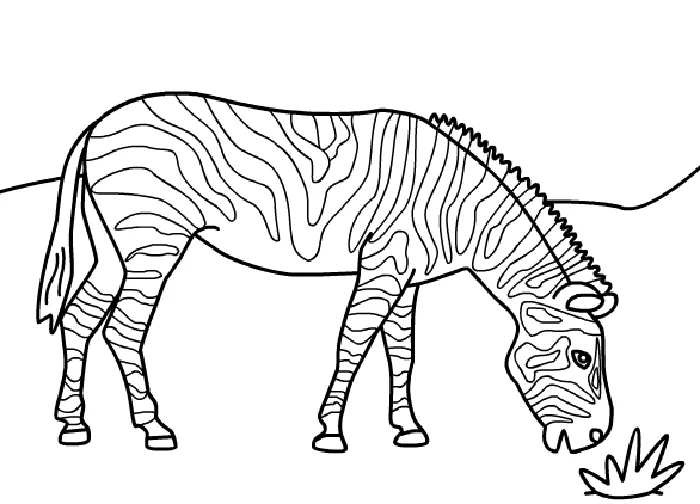 Desenho de Zebras para colorir e imprimir: número 16
