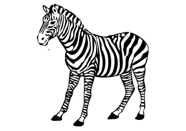 Desenho de Zebras para colorir e imprimir: número 17