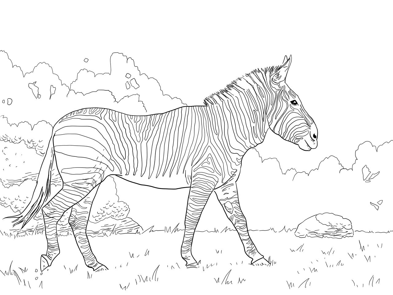 Desenho de Zebras para colorir e imprimir: número 20