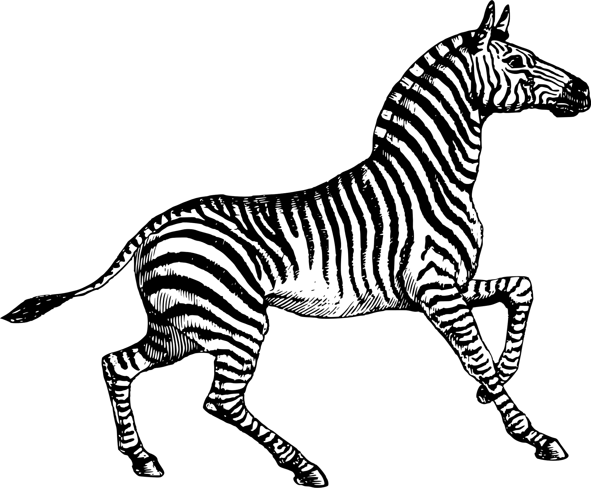 Desenho de Zebras para colorir e imprimir: número 21