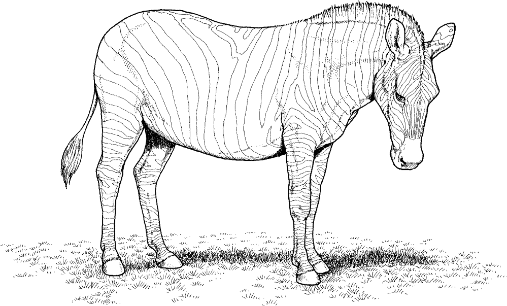 Desenho de Zebras para colorir e imprimir: número 22